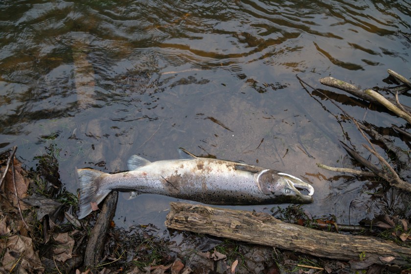 Large Atlantic salmon laying on the river shore. Dead fish washed out in the river after spawning