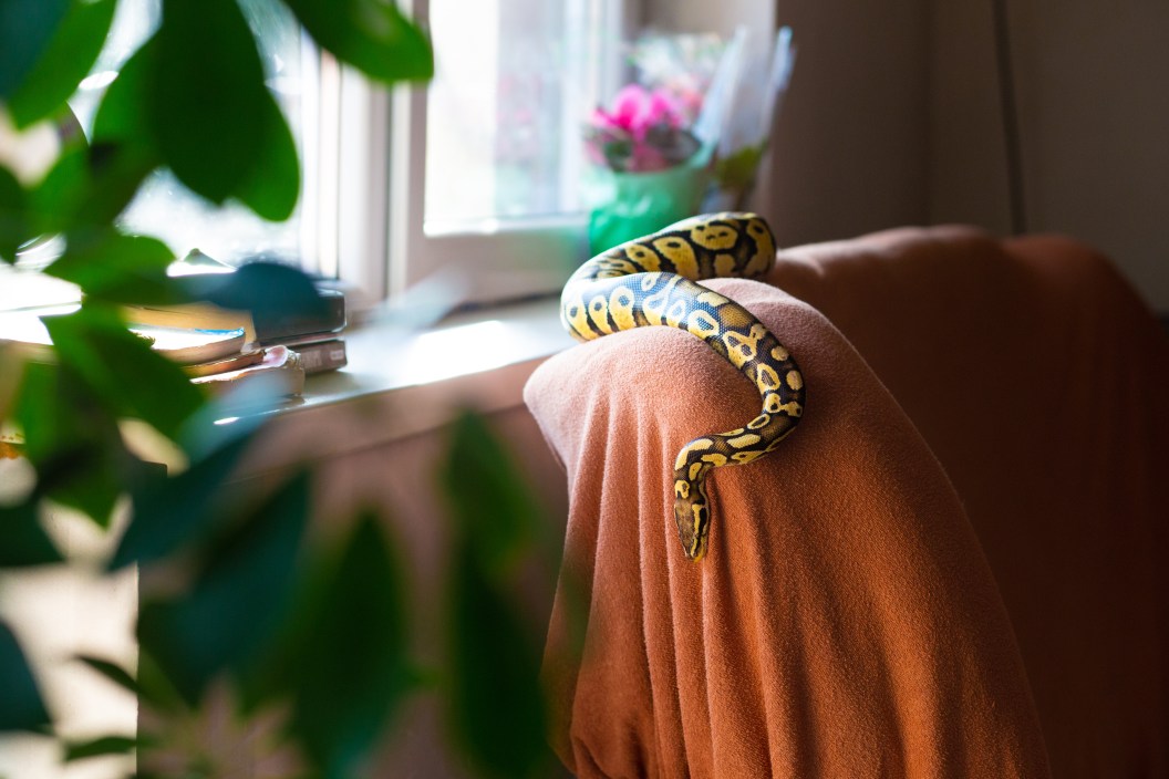 Pet snake crawling on the couch in the living room of the owner.