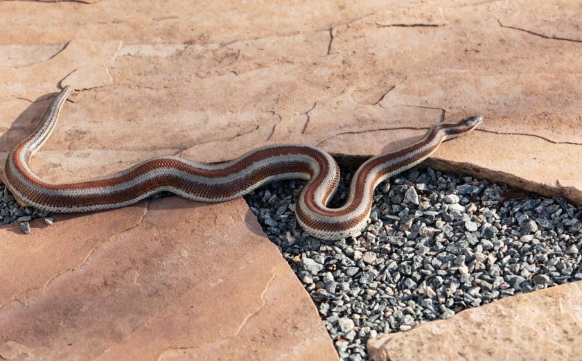Watch Out Snake Watch Out: Snakes Are On the Move and More Likely to Bite in Hot Weather
