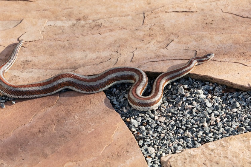 A snake on a stepping stone and gravel path. The pet snake is a Rosy Boa, a small docile constrictor native to southwestern North America.