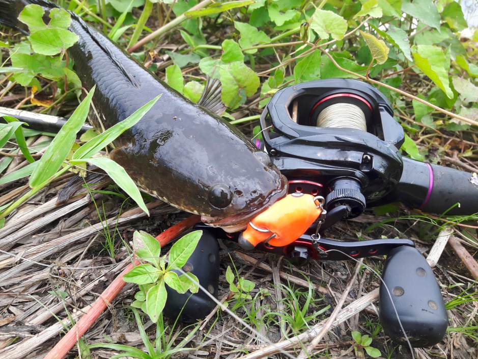 A snakehead fish is caught with a fake bait