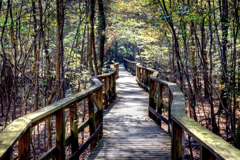 The Boardwalk at Congaree National Forest near Columbia, South Carolina