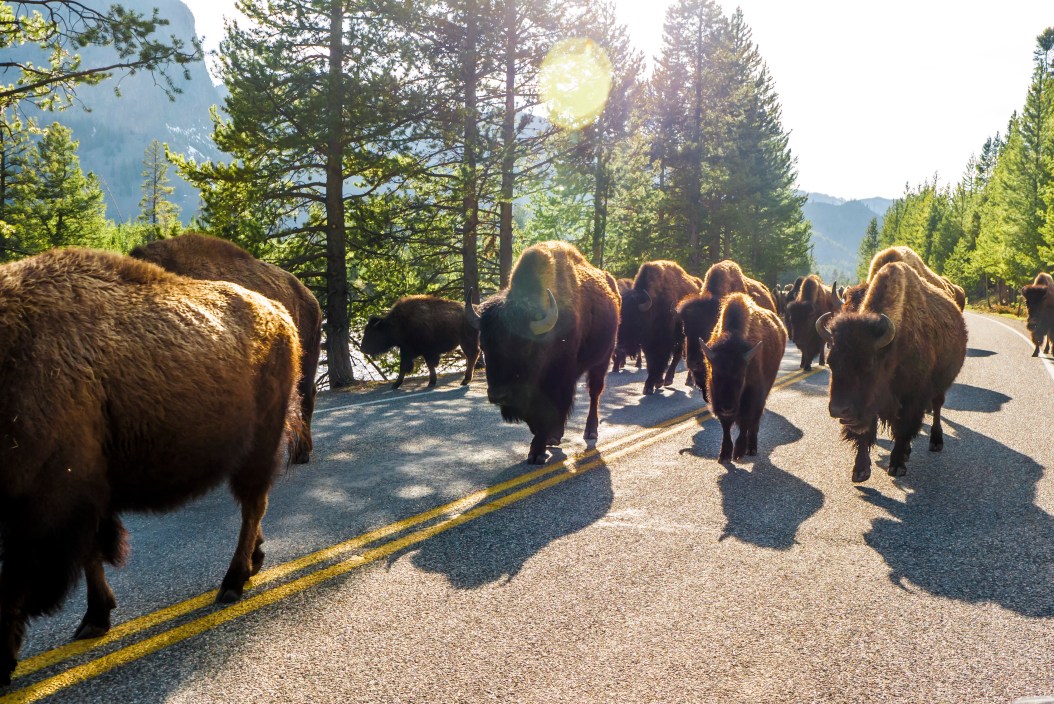 Herd of Bison walking freely as one of the most common animals of Yellowstone National Park USA