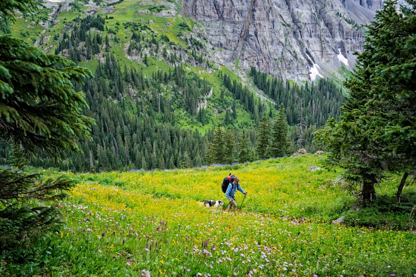 Hiking Among Beautiful Wildflowers and Mountain Scenery - Scenic landscape with colorful wildflowers and mountains with man and dog hiking through scenery. Sneffels Wilderness, Colorado USA.