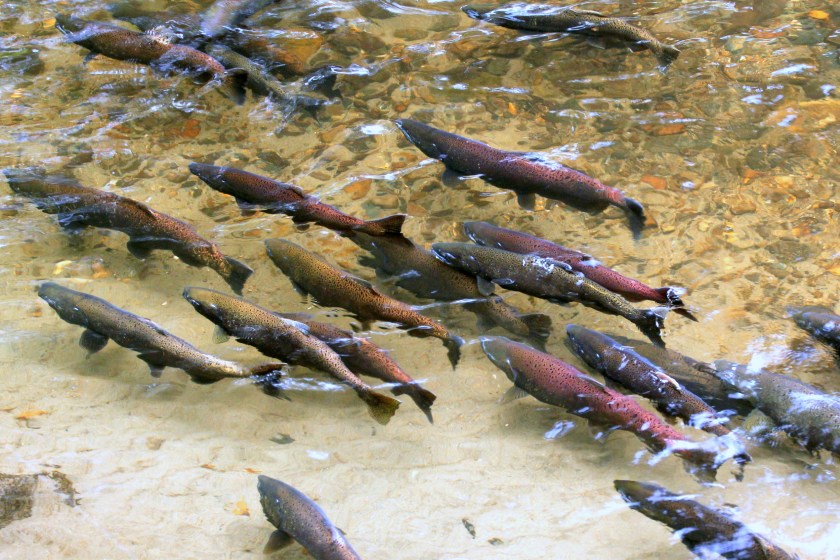 King Salmon or Chinook Salmon spawning in a Pacific Northwest river