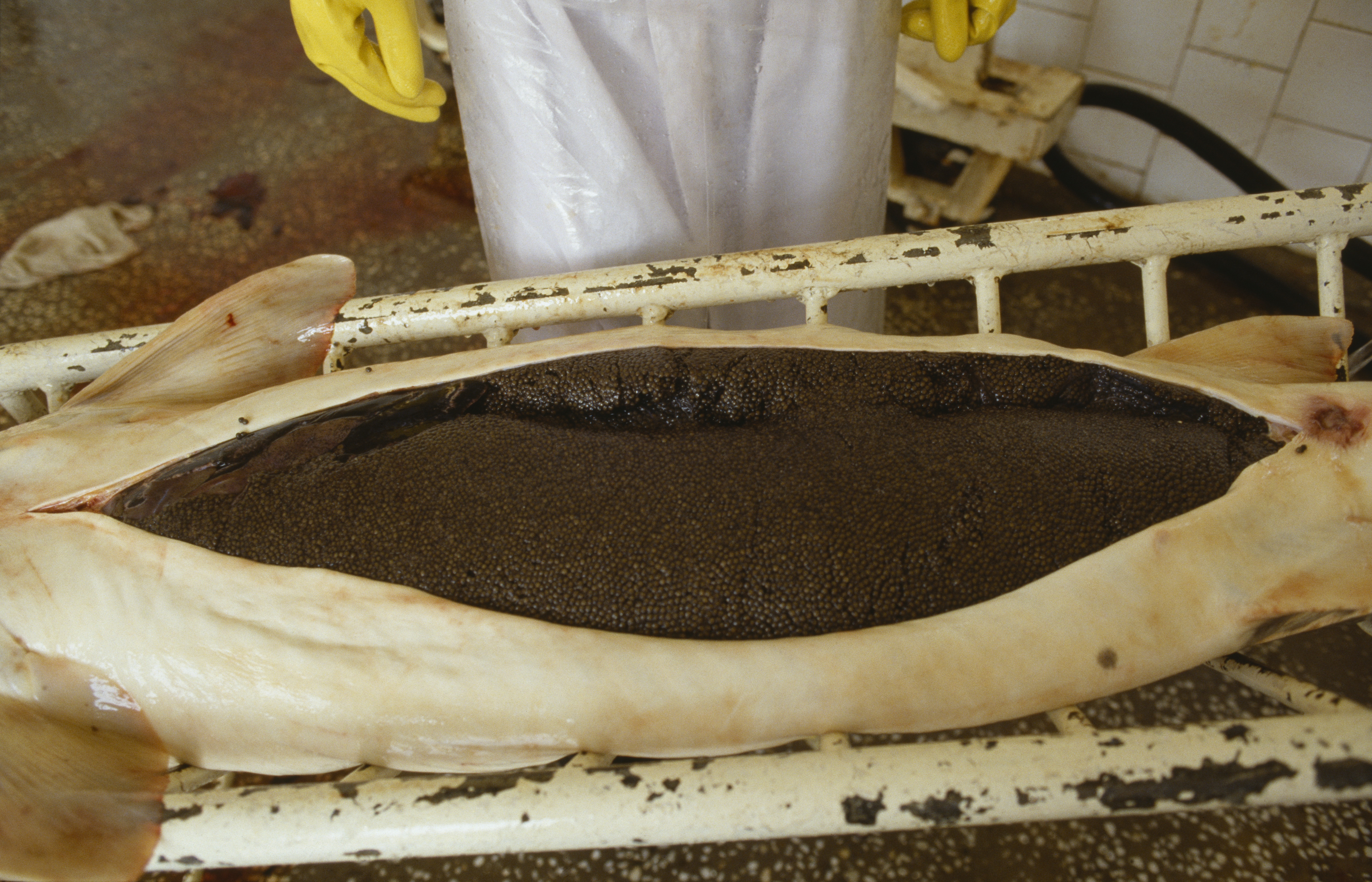 A beluga sturgeon full of eggs, cavier