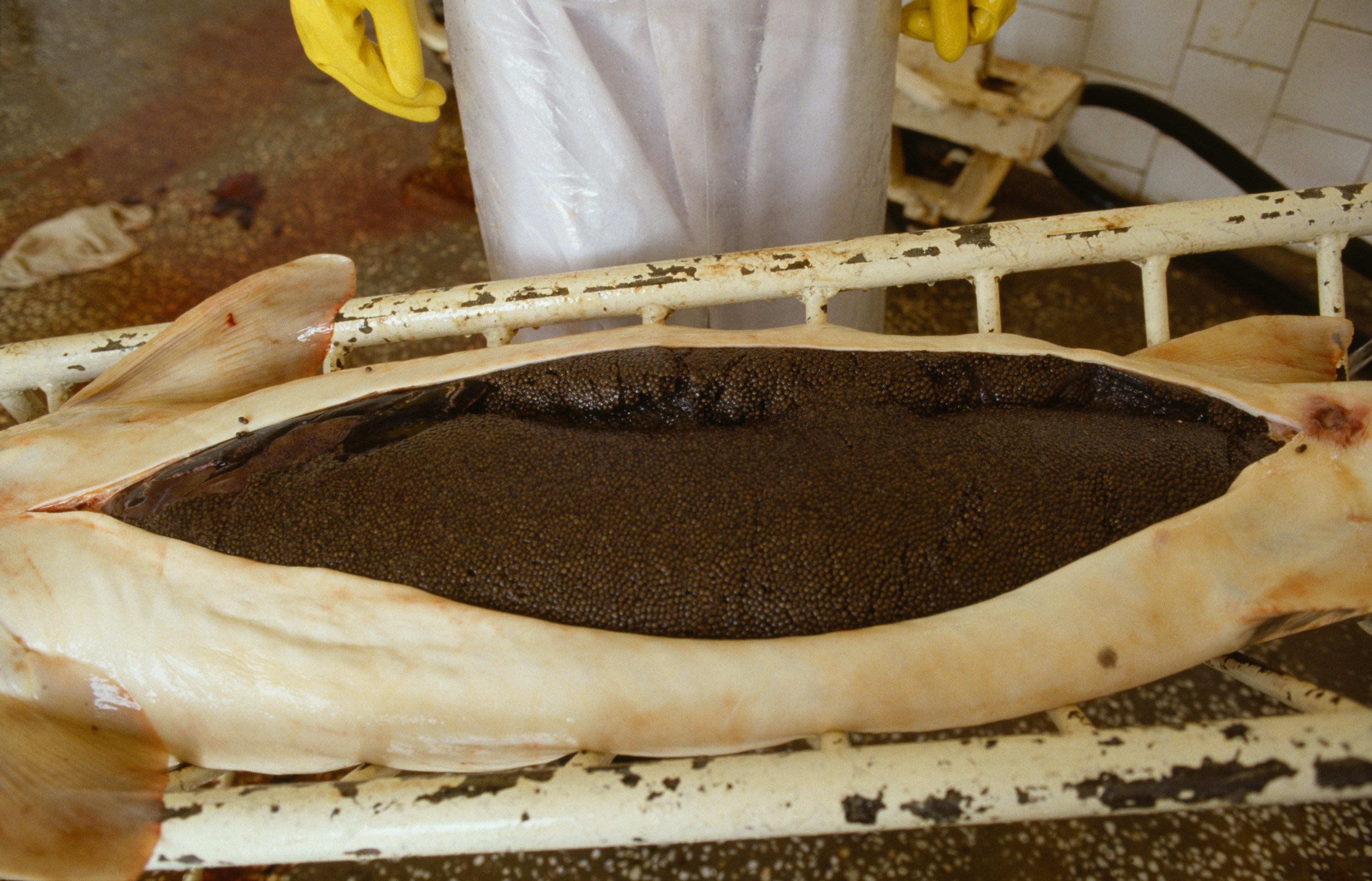 Officials Bust Caviar Ring for Poaching 250+ Sturgeon