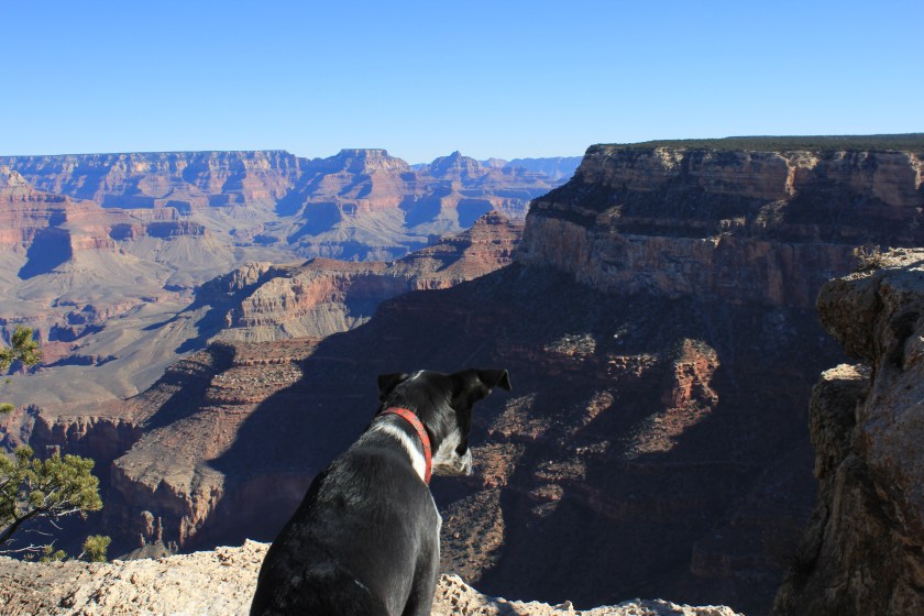 black dog overlooking the Grand Canyon