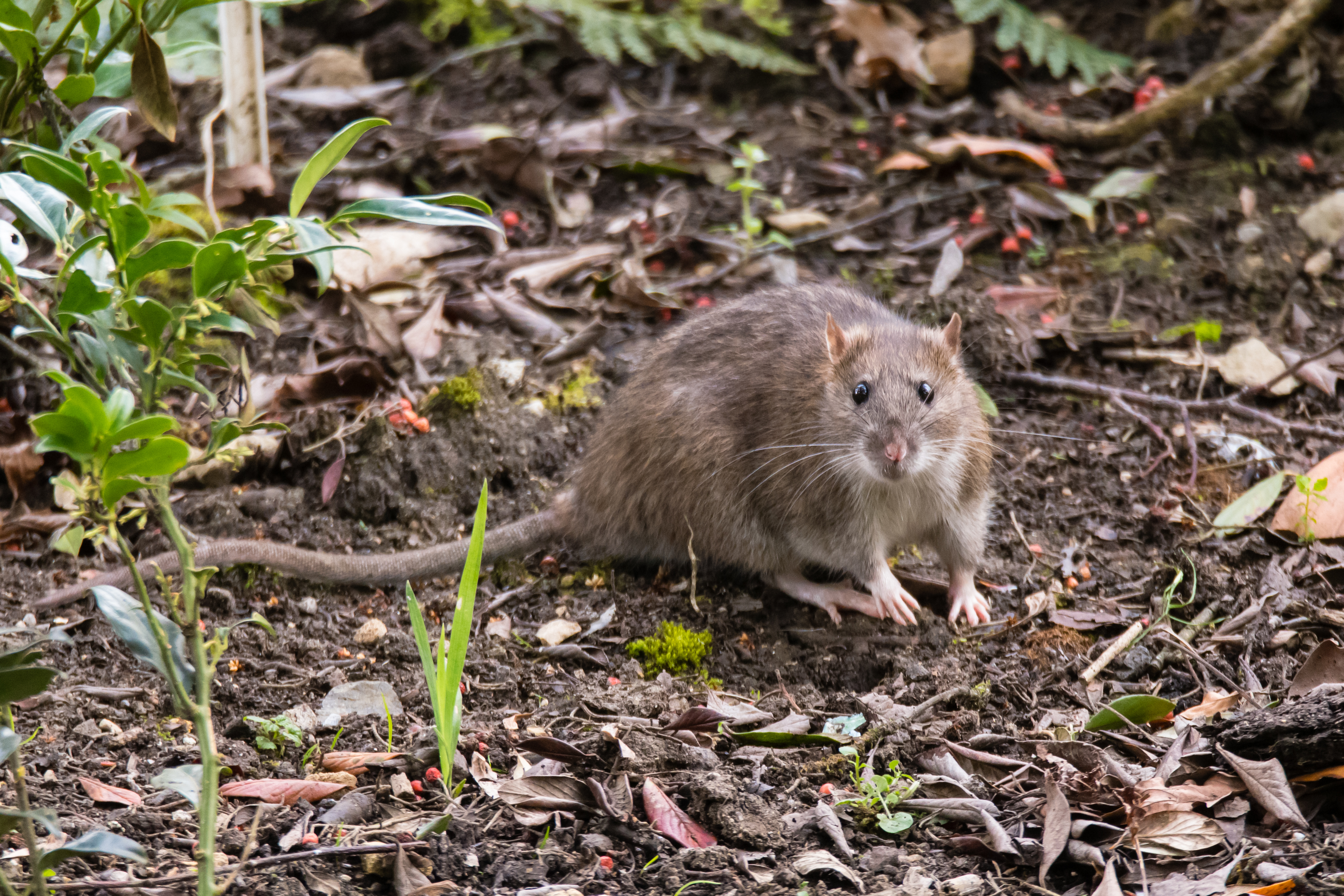 Common rodent foraging amongst plants in botanic garden, with impressive whiskers
