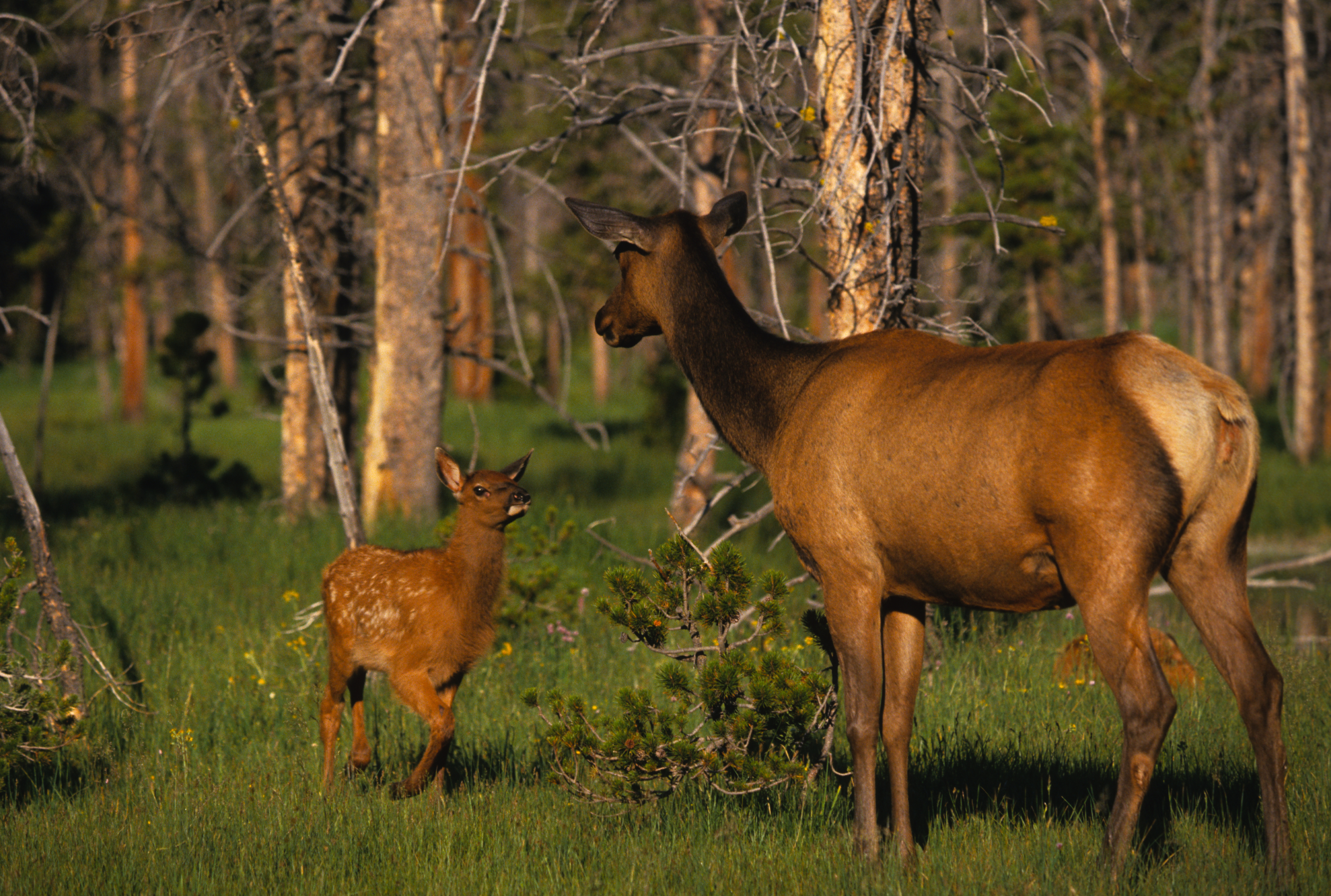 an elk calf walking up to its attentive mother