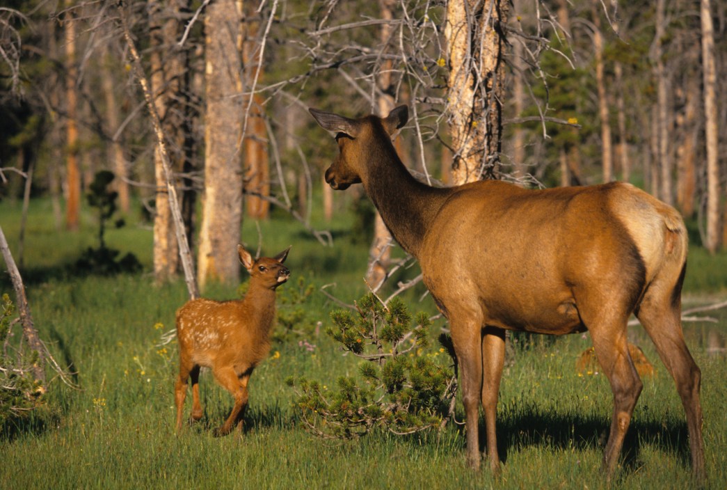 an elk calf walking up to its attentive mother