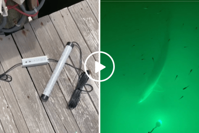 green light and tarpon in green waters