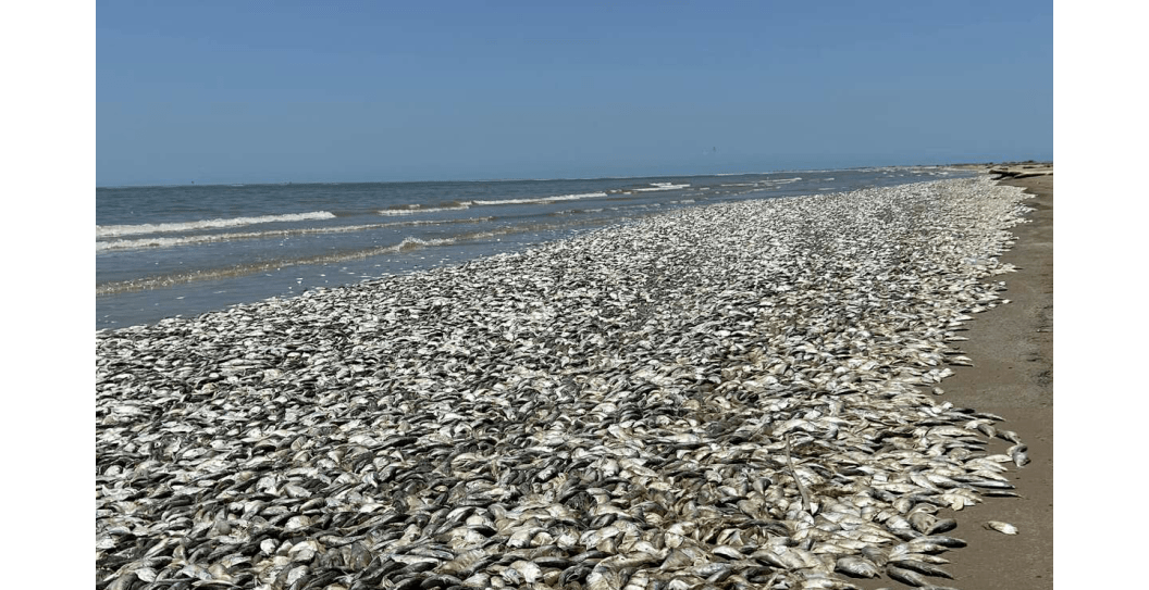 Quintana beach dead fish_lead