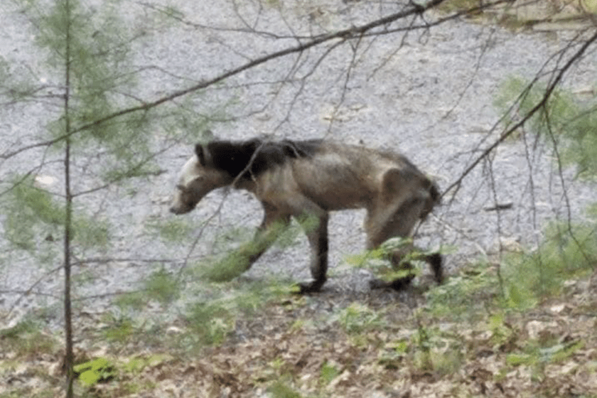 black bear with mange in Missouri