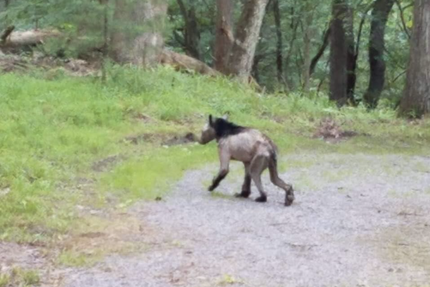 black bear with mange in Missouri