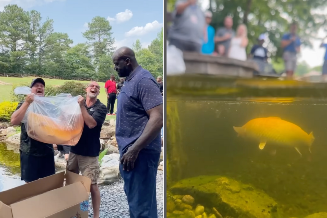 Ed the Pond Professor and Greg Wittstock the Pond Guy show Shaq a 35-pound koi.