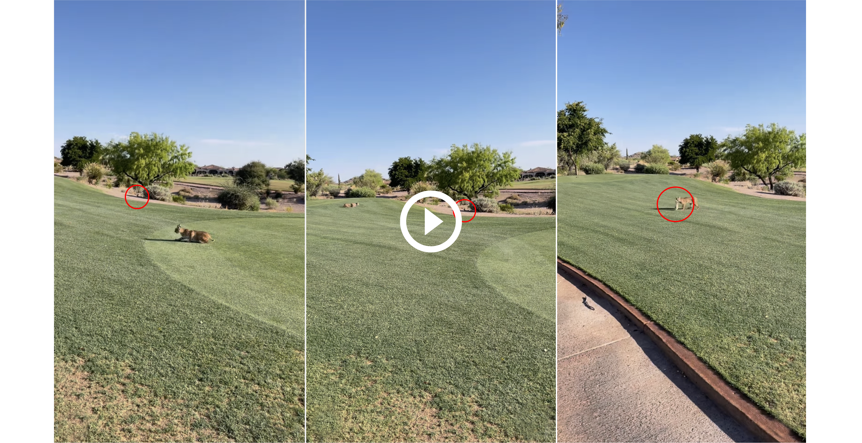 bobcat hunting rabbit on golf course