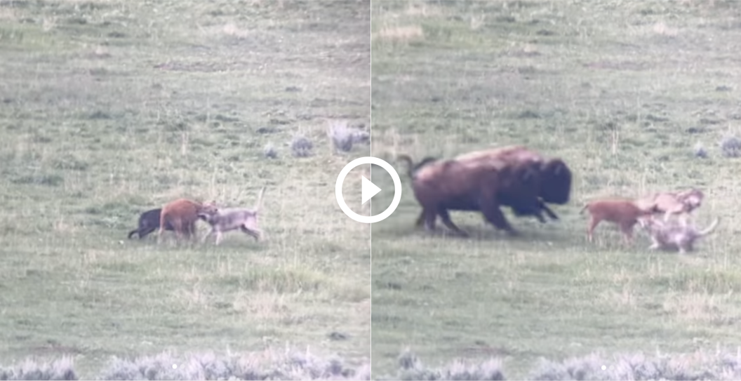 Bison saving calf from wolf herd