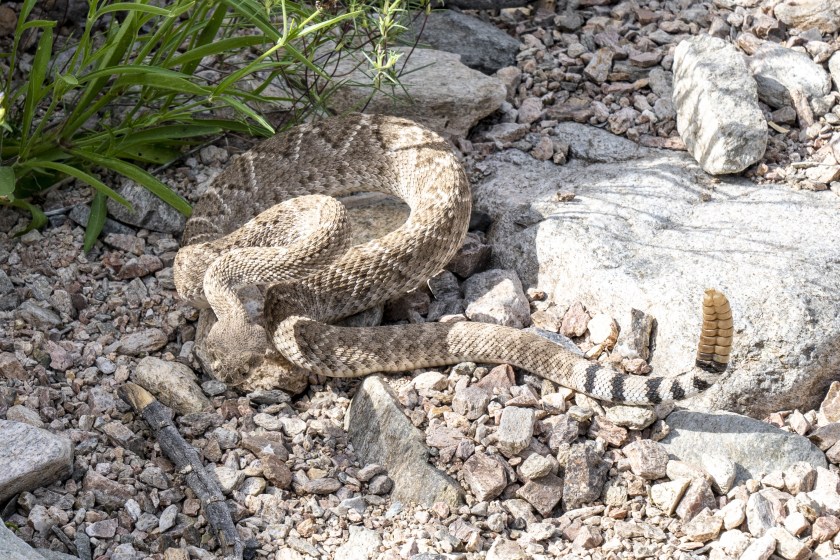The image shows a western diamondback rattlesnake coiled on the rocks by the trail with the rattle closest to the camera