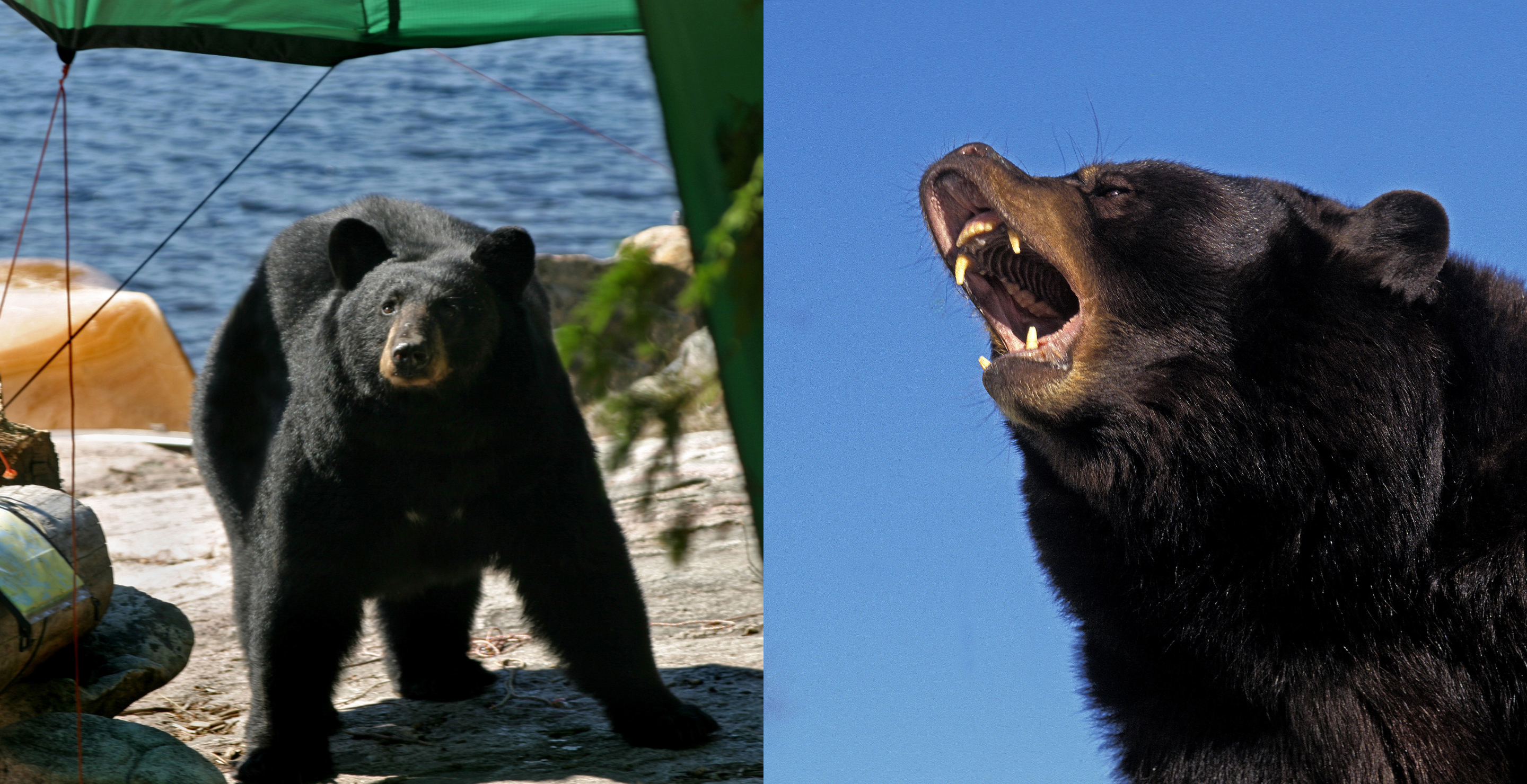 black bear in camp aggressive