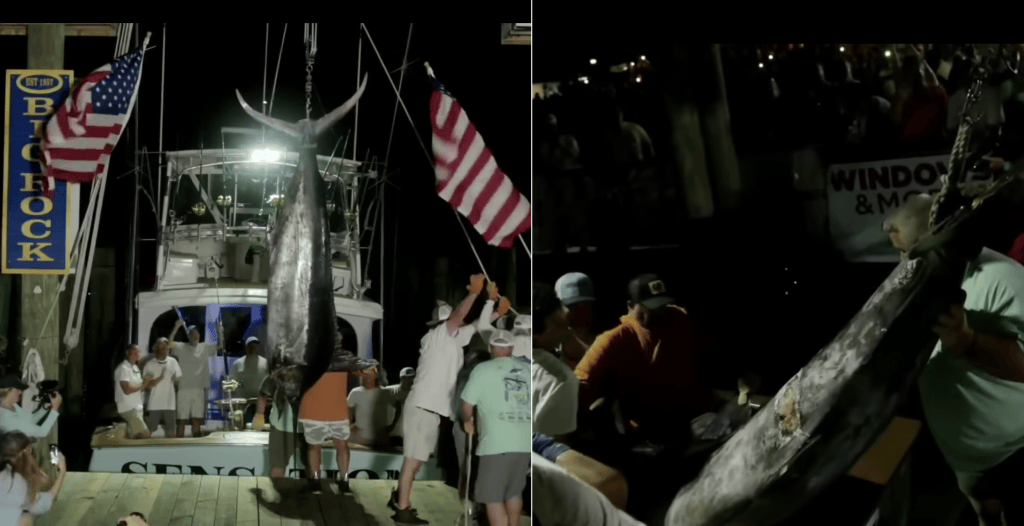 Fishing Crew Loses $3.5M Prize on Mutilated 600-pound Marlin