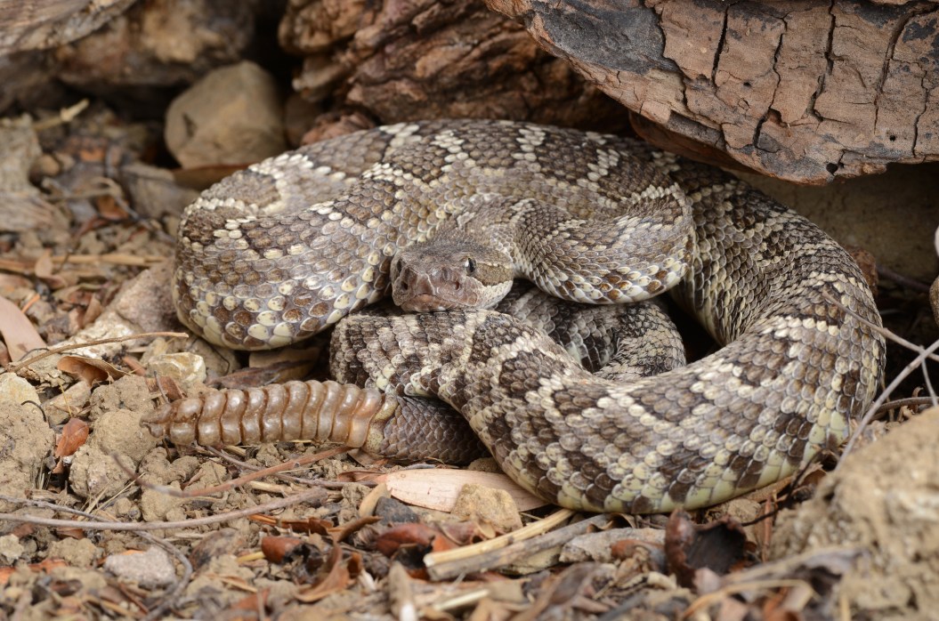 Portrait of a Southern Pacific Rattlesnake.