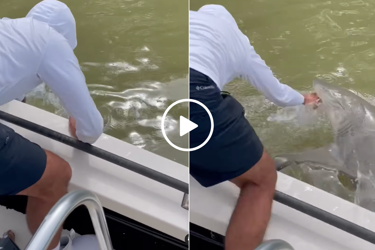Watch as a Bull Shark Pulls Angler Overboard