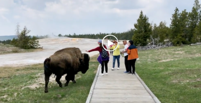 tourist getting charged by bison at yellowstone national park