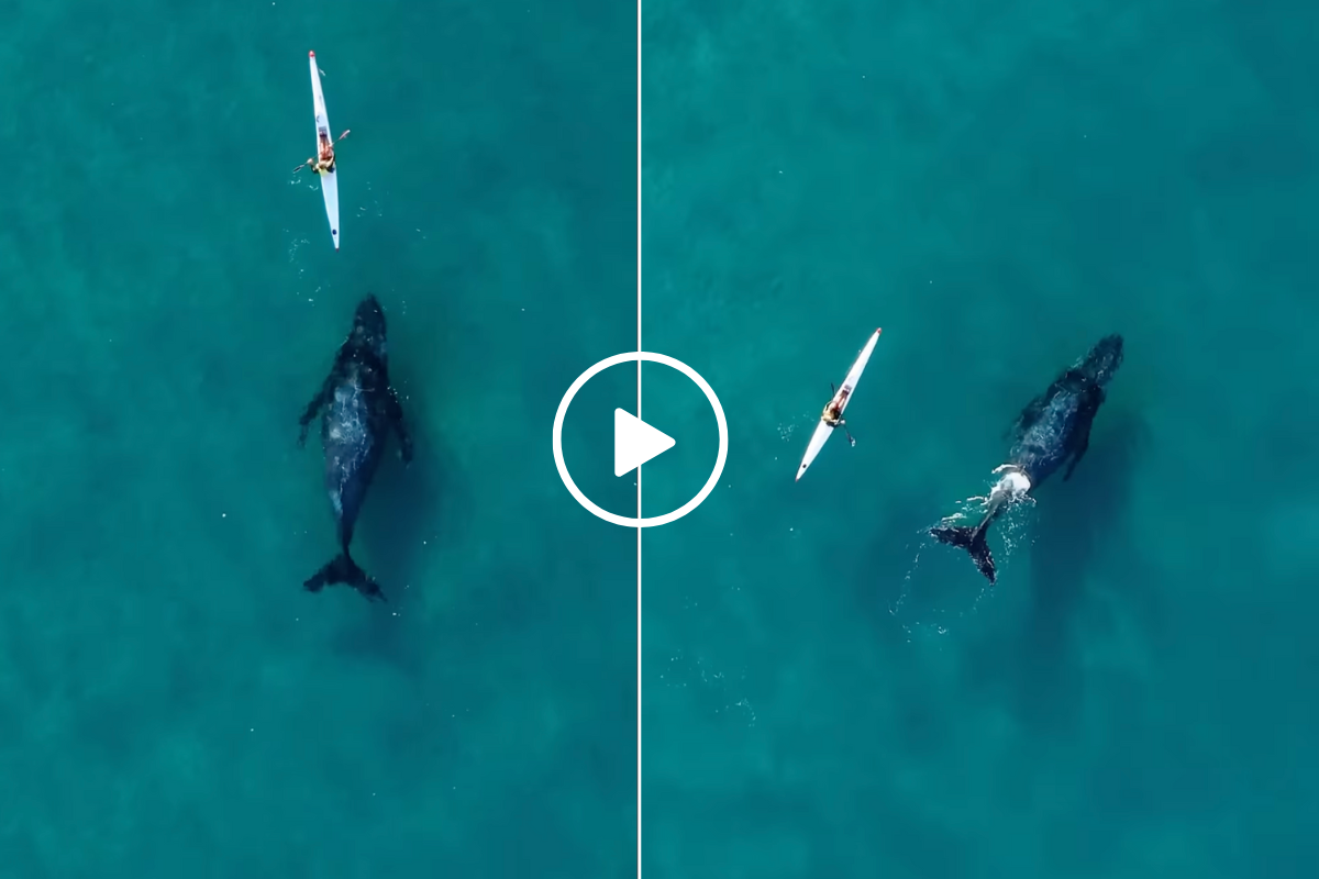 A humpback whale follows behind a kayaker on the ocean.