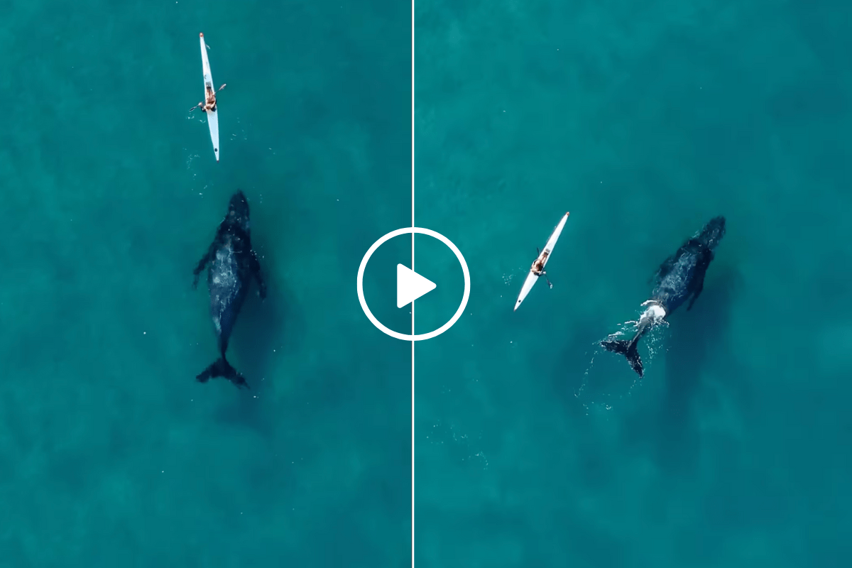 Humpback Whale Swims Insanely Close to Kayaker in Breathtaking Drone