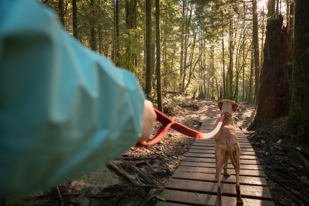 First person perspective of dog walker with Vizsla dog. North Vancouver, British Columbia, Canada