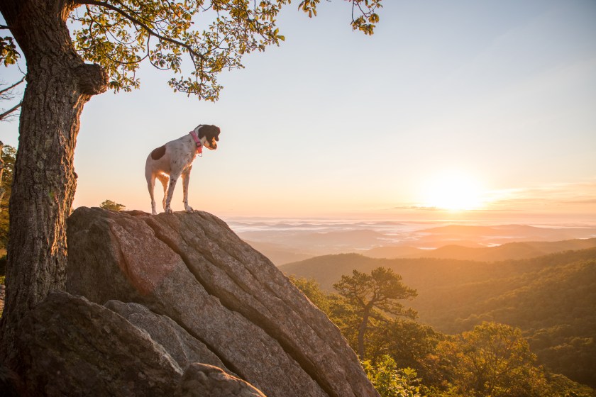 Dog watching the sunrise in Shenandoah National Park