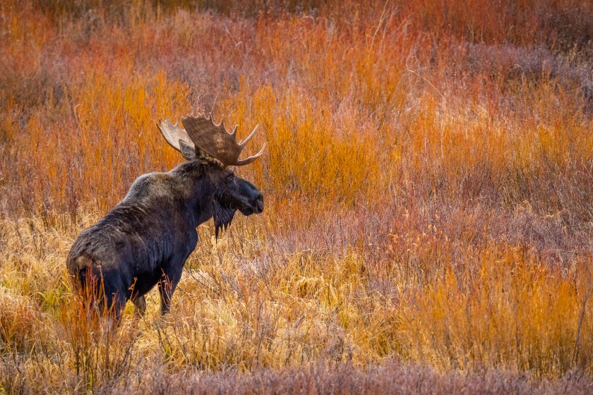 colorado moose