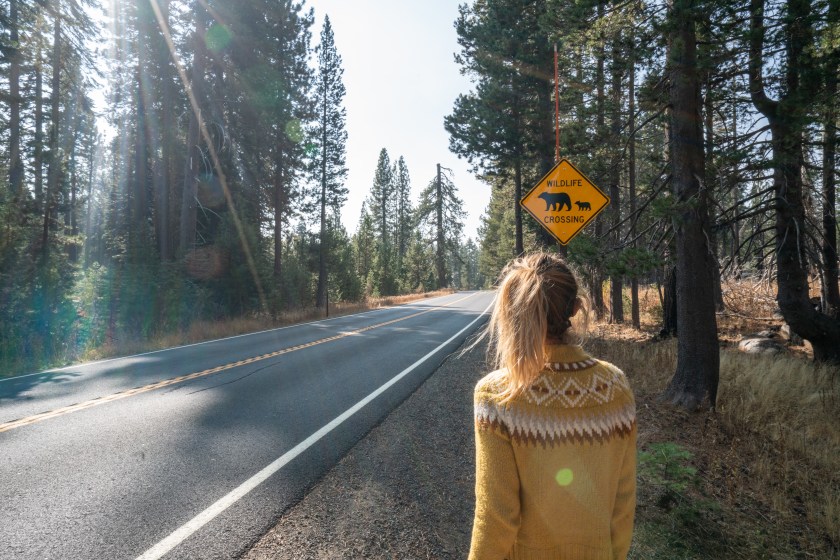 Woman standing by pine tree forest road in Autumn near Bear warning sign 