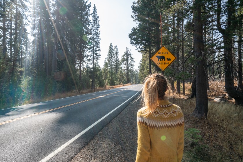 Woman standing by pine tree forest road in Autumn near Bear warning sign
