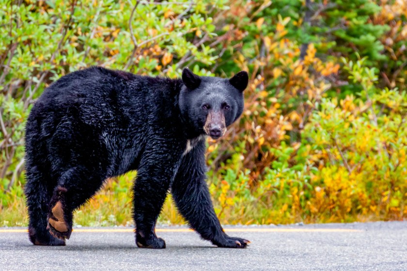 Black Bear on road Mt Rainier, Washington