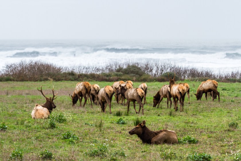 Roosevelt Elk in the Oregon Coast