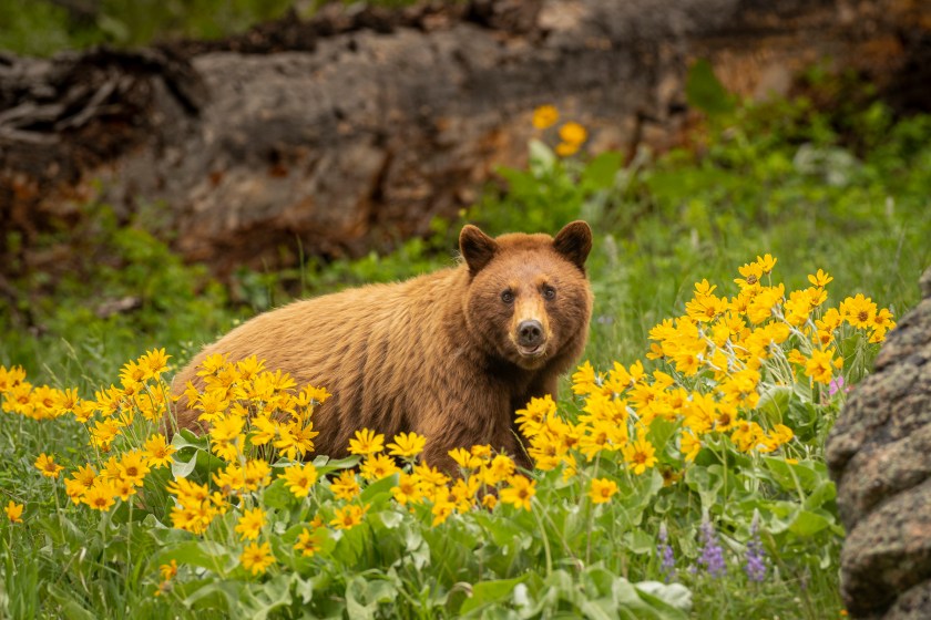 Cinnamon Black Bear