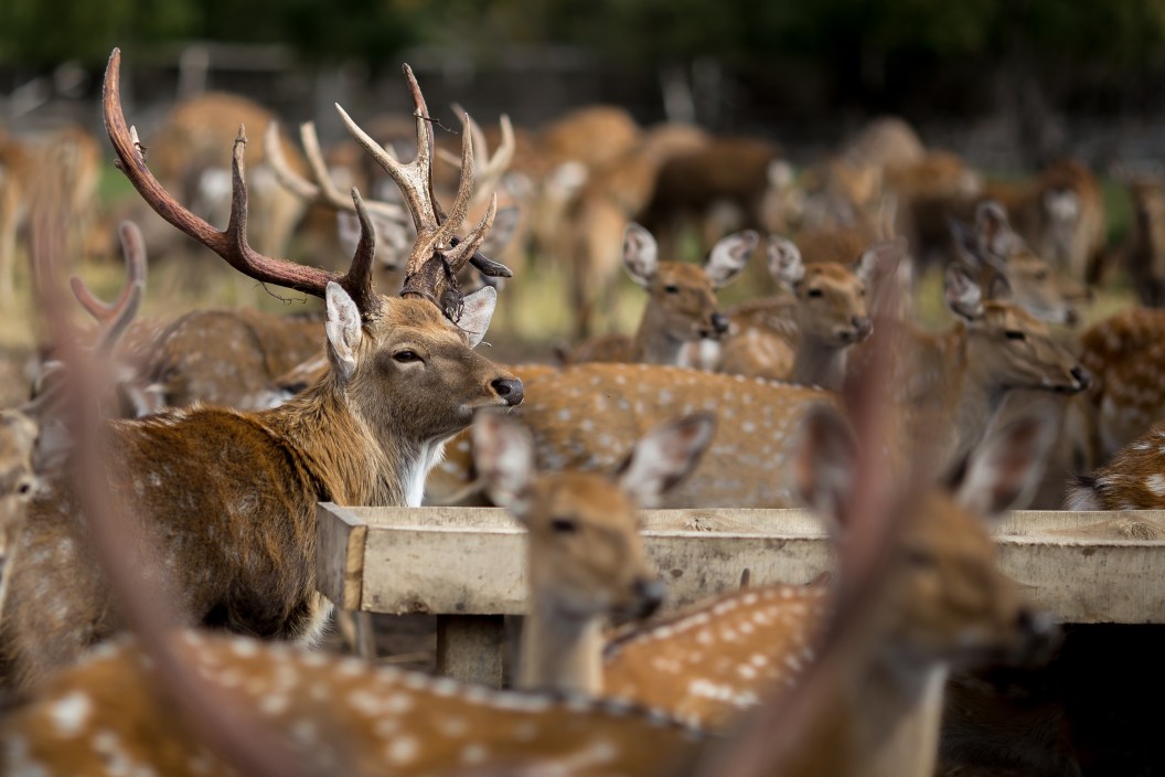 bambi and deer animals walking in autumn outdoors.