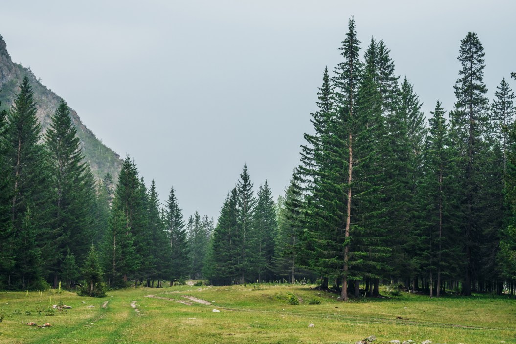 Atmospheric green forest landscape with firs in mountains. Minimalist scenery with edge coniferous forest and rocks in light mist. View to conifer trees and rocks in light haze. Mountain woodland.