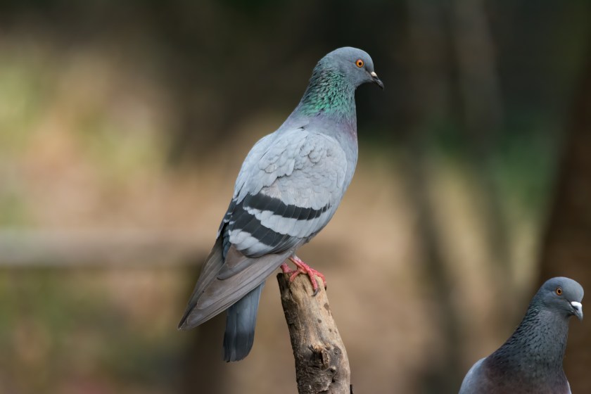 Closeup of a pair of Rock Pigeons (Columba livia), with one clearly in the frame and on a perch, at Sattal in Uttarakhand, India.