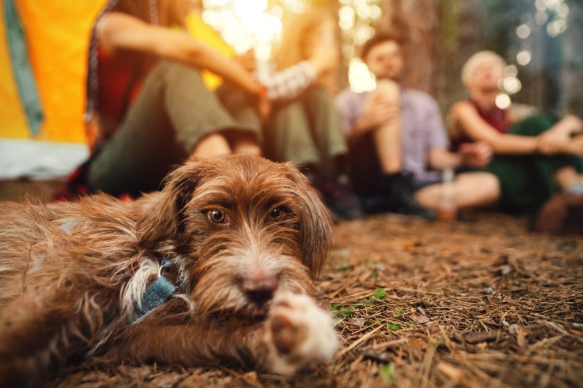 Group of young Caucasian friends camping with dog in the woods. Focus on a adorable brown dog,