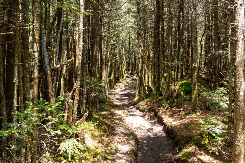 Wooded hiking trail on Mt. Mitchell in North Carolina.