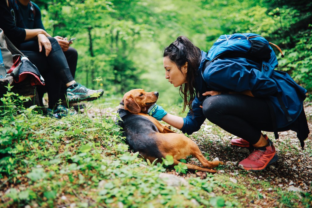 Group of people on a hiking trip through the forest in Dynamic Alps, Southeastern Europe with their pet dog.