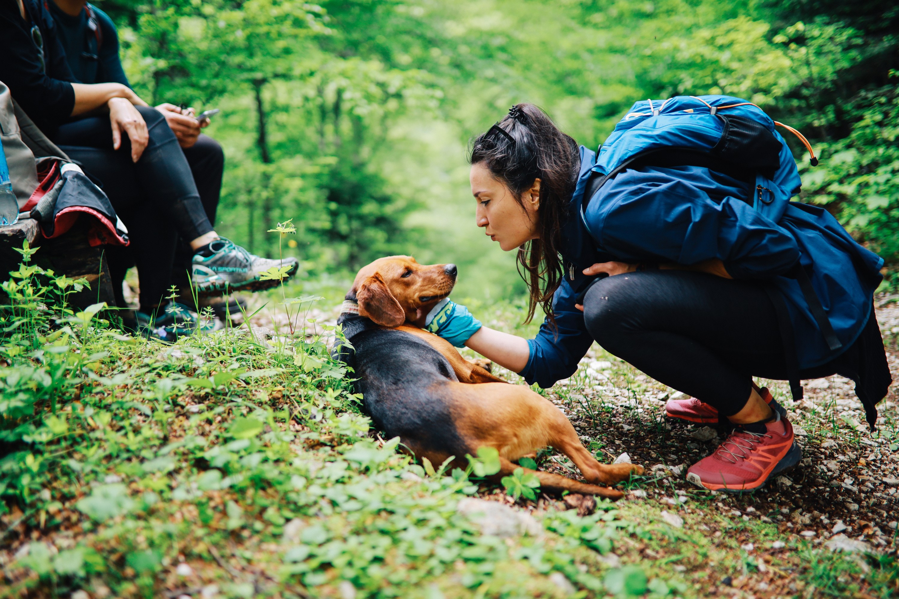 Dog First Aid Kit 16 Essentials for Hiking and Camping, From a Vet