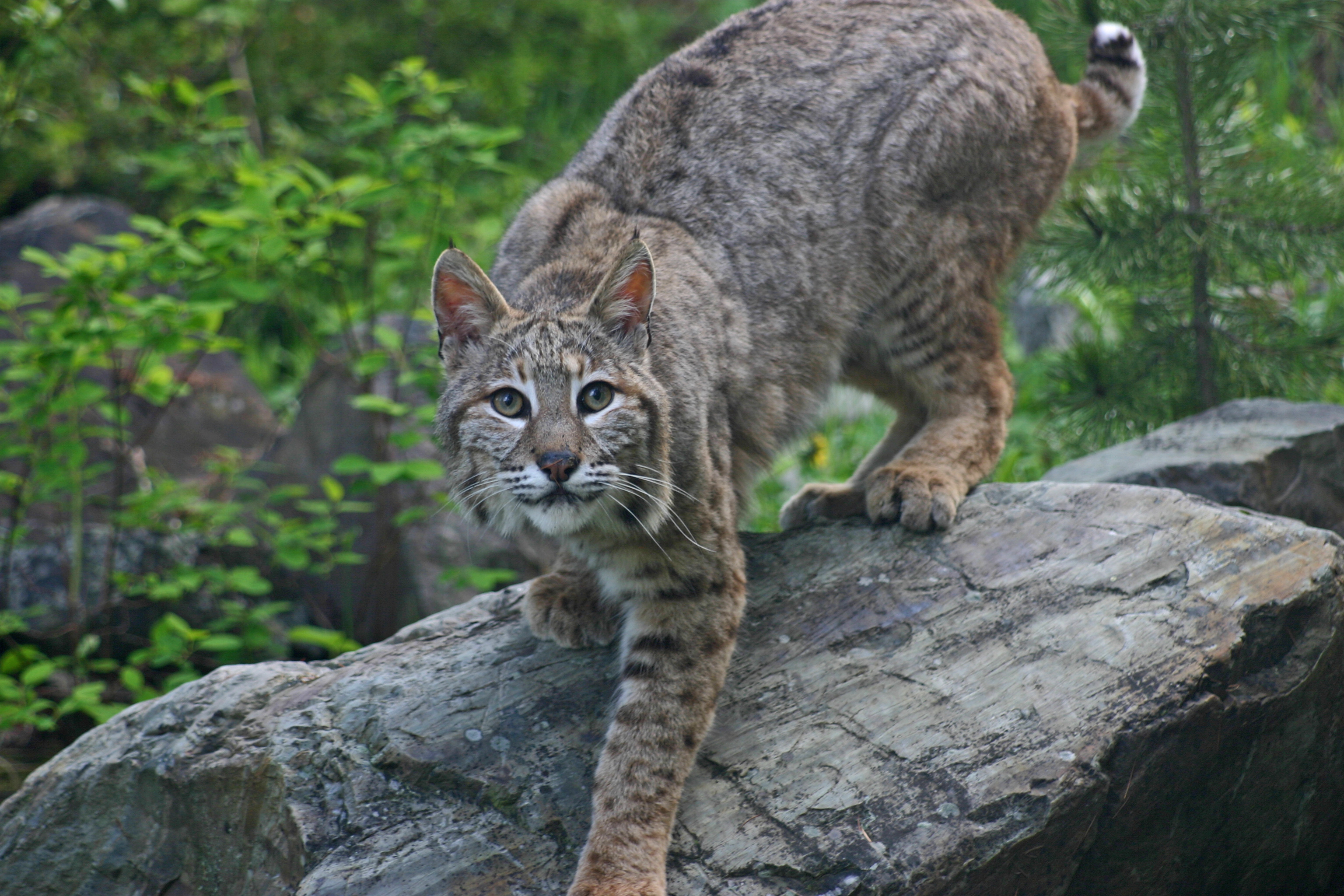 American Bobcat - This is my most popular photo and one of the few of a REAL bobcat listed on iStockPhoto. This bobcat was not camera shy and seems to have posed for this picture.