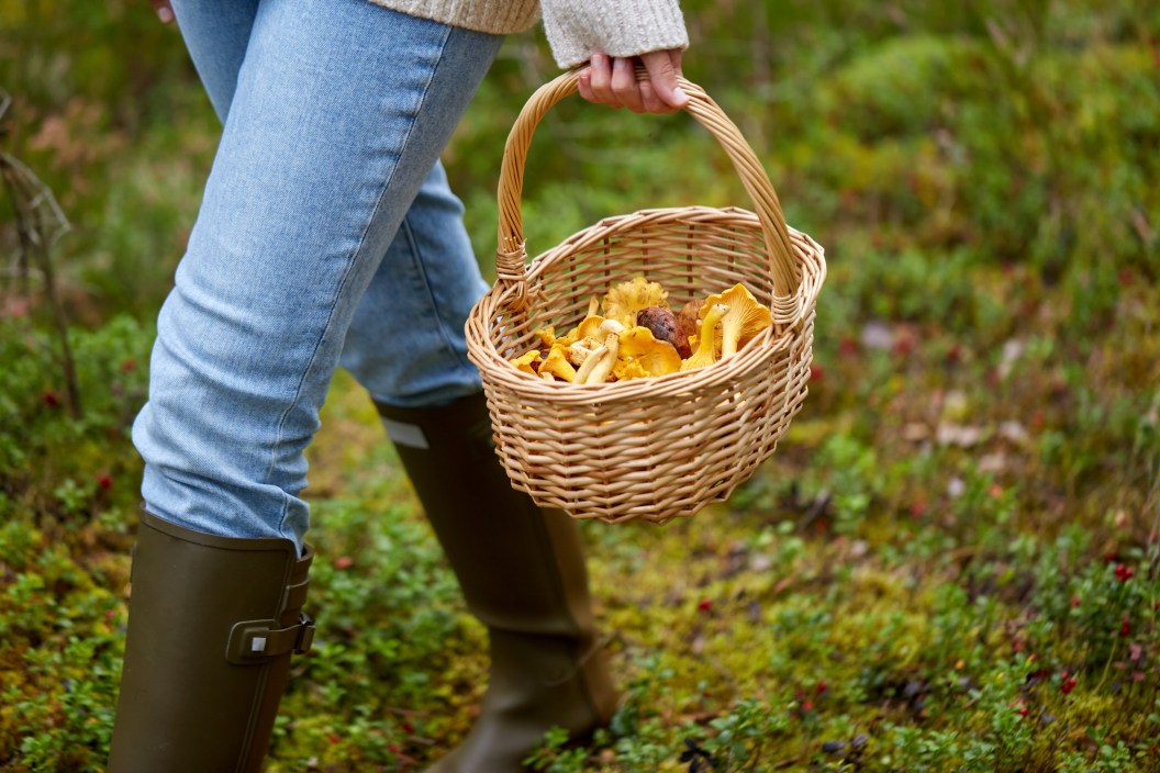 young woman foraging chanterelle mushrooms in wicker basket walking in forest