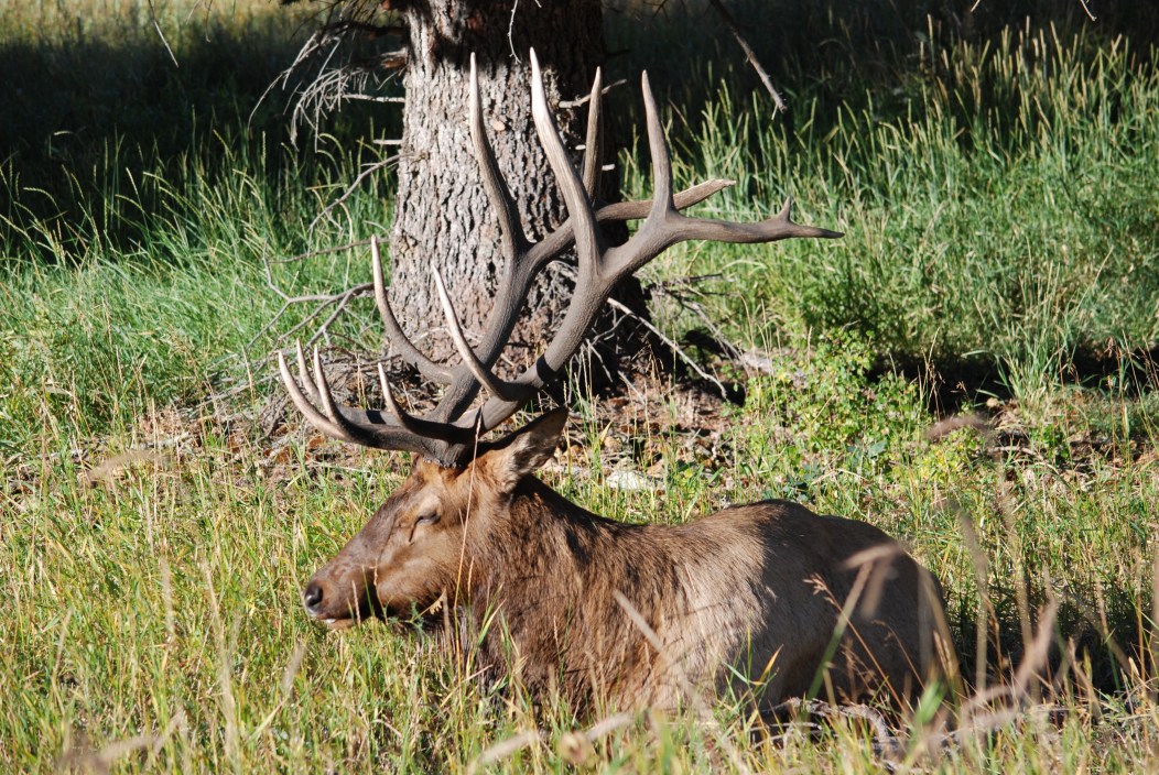 A bull elk sitting in the sun
