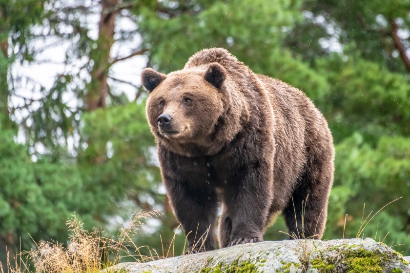 How to Stay Safe Hiking in Bear Country, According to a Park Ranger