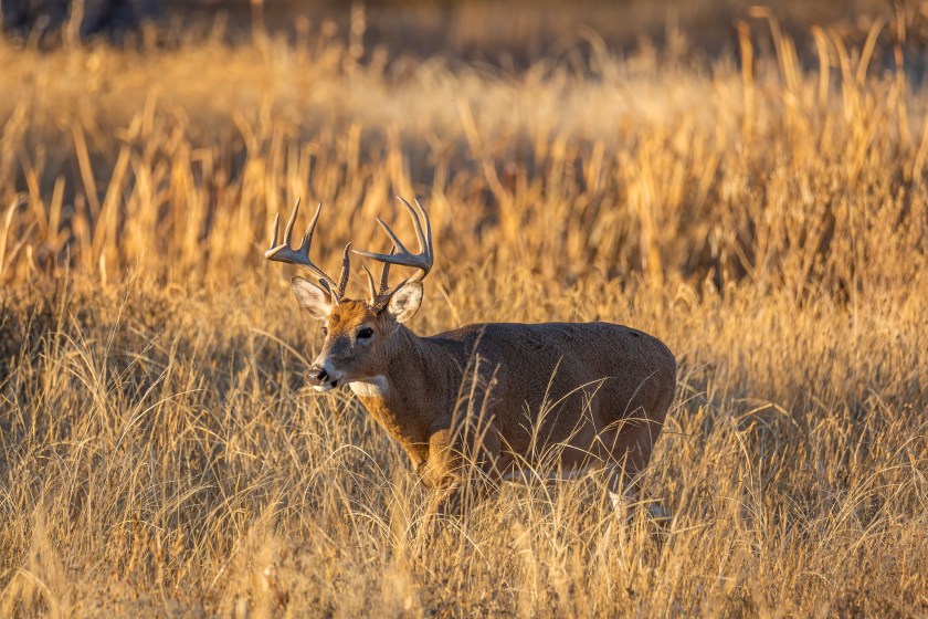 white tail buck